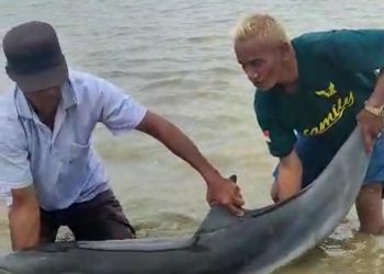 Ikan Lumba-Lumba Terdampar di Pantai Maklon Pandeglang