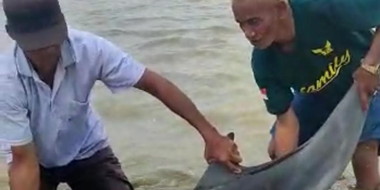 Ikan Lumba-Lumba Terdampar di Pantai Maklon Pandeglang