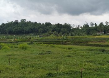 Program Asuransi Usaha Tani Padi di PandeglangSepi Peminat, Padahal Banyak Manfaatnya Loh