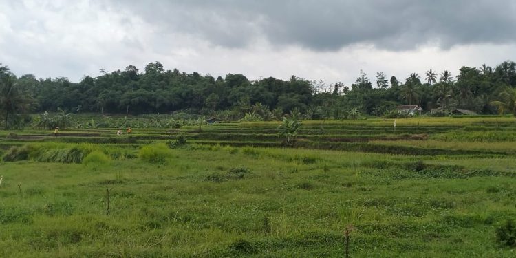 Program Asuransi Usaha Tani Padi di PandeglangSepi Peminat, Padahal Banyak Manfaatnya Loh