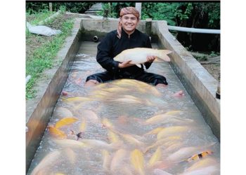 Ikan Mas Sinyonya Asal Desa Bandung, Pandeglang Sudah Go Mancanegara