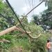 GALERI FOTO: Kabel Terjuntai Akibat Pohon Roboh