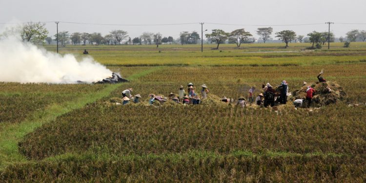 Ratusan Hektare Sawah di Banten Alami Puso