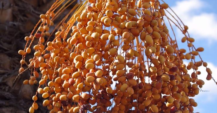 Atasi Sembelit Saat Puasa Ramadan Dengan Rutin Mengkonsumsi Kurma Muda