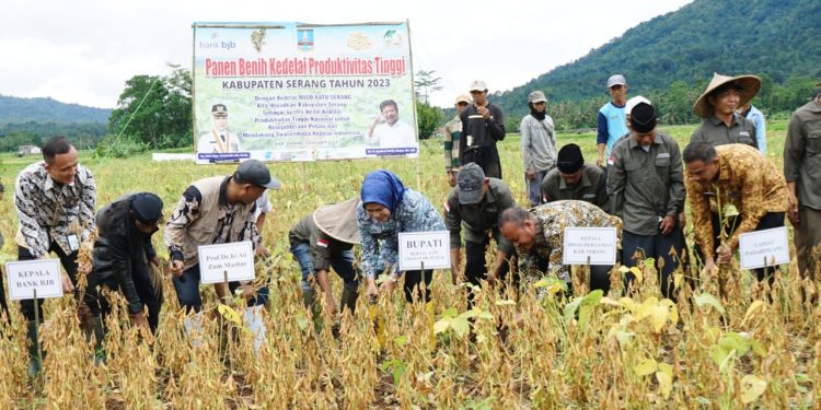 Sukses Diuji Coba, Varietas Kedelai Kabupaten Serang Diberi Nama Migo Ratu Serang