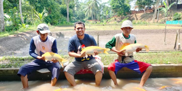 Ikan Mas Sinyonya Jadi Icon Pandeglang, Sekali Kawin Bisa Hasilkan 100 Ribu Telur
