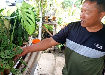 Omzet Penjualan Tanaman Hias Menurun, Harga Janda Bolong Jadi Rp 60 Ribu