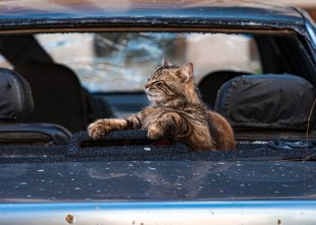 Cat Owner Wajib Tahu, Ini Cara Ajak Kucing Mudik di Mobil Pribadi