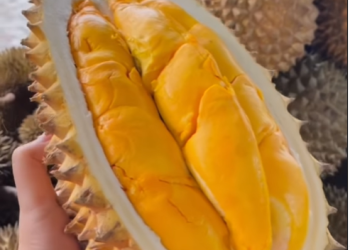 Berburu Durian di Kota Serang Sebagai Pilihan Menu Bukber