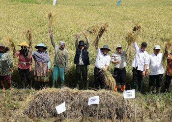 Distan Dorong Bulog Serap Gabah Lokal Banten