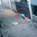 Polisi Pastikan Video Babi Ngepet di Pondok Aren Hoaks