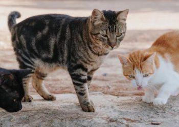 Unik, Ternyata Indonesia Punya Dua Wisata Pulau Kucing