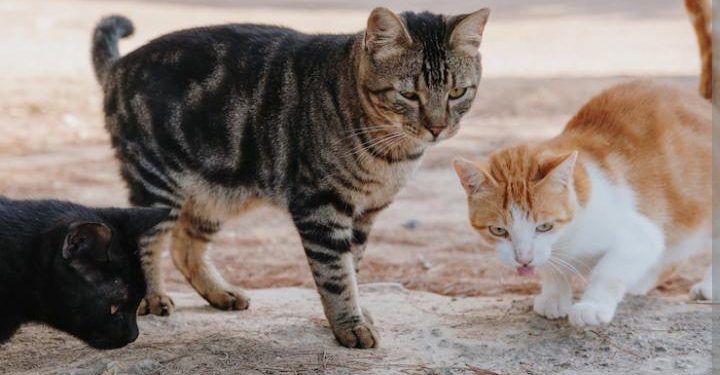 Unik, Ternyata Indonesia Punya Dua Wisata Pulau Kucing