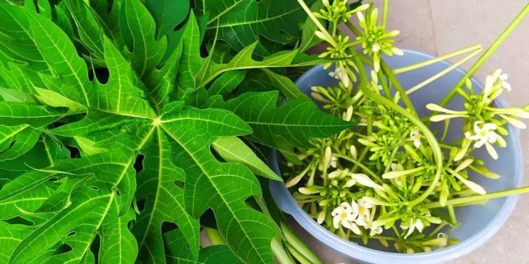 Lima Manfaat Daun Pepaya yang Belum Diketahui Banyak Orang