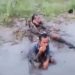 Panik Dikejar Warga, Dua Jambret Tercebur ke Sawah di Kasemen