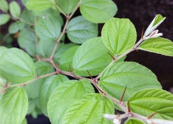 Luar biasa, Ini Segudang Manfaat Daun Bidara Untuk Kesehatan