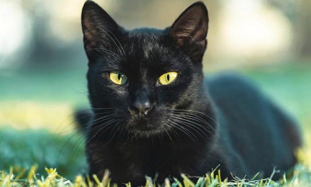 Sering Dianggap Mistis, Inilah 5 Fakta Menarik Kucing Hitam