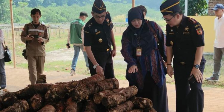 Talas Beneng Jadi Komoditas Ekspor Unggulan di Banten, Ini Kelebihannya Menurut Karantina Pertanian