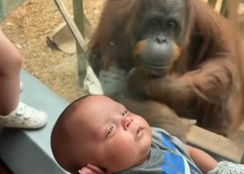 Video Interaksi Orangutan dengan Pengunjung di Kebun Binatang Amerika Viral