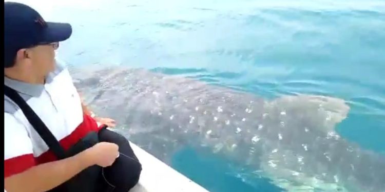 Asyik Mancing, Nelayan di Pulau Tunda Didatangi Hiu Paus Sepanjang 6 Meter