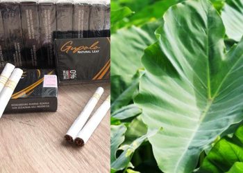 Wow Inspiratif, Rokok Kretek dari Daun Talas, Bebas Nikotin