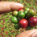 Perlu Diketahui, Inilah Manfaat Kulit Buah Kopi untuk Kesehatan