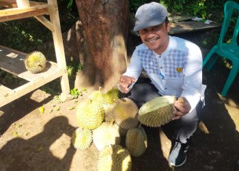 Warga Tangsel Berburu Durian Geblugan di Pandeglang