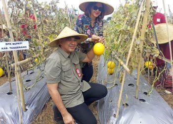 Panen Melon di Teluknaga, Bupati Zaki Akui sebagai Pelaksanaan Program Mantap