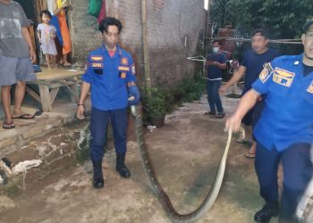 Ngeri, Ada Ular Piton Sepanjang 3 Meter Sembunyi di Septic Tank Rumah Warga