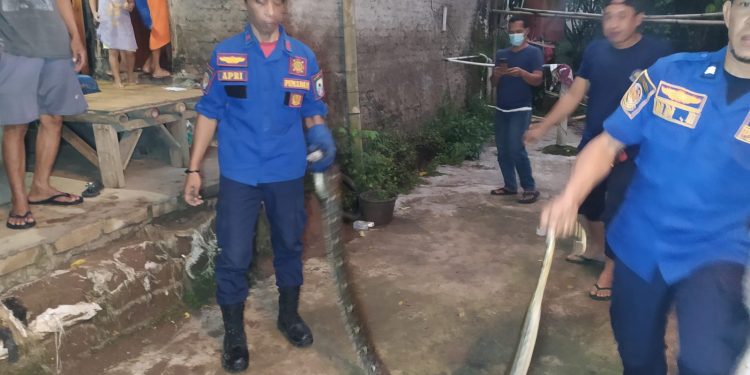 Ngeri, Ada Ular Piton Sepanjang 3 Meter Sembunyi di Septic Tank Rumah Warga