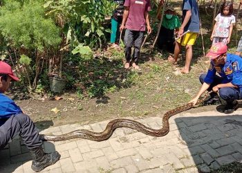 Ngeri, Ular Piton Tiga Meter Bersarang di Kamar Mandi Warga Lebak