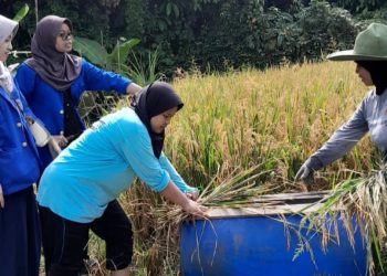Semangat Mahasiswa Belajar Panen Padi Bersama Petani di Pelosok Lebak
