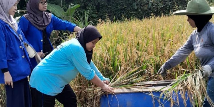 Semangat Mahasiswa Belajar Panen Padi Bersama Petani di Pelosok Lebak