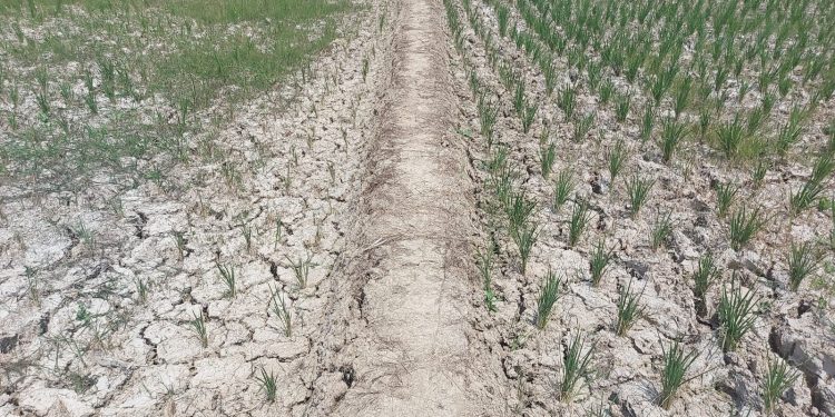 Ini Luar Biasa, 1.739,5 Hektare Sawah di Banten Kekeringan