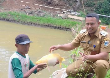 Ikan Mas Sinyonya, Ikan Peninggalan Purbakala yang Hampir Punah di Pandeglang