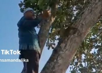 Viral, Seorang Guru Panjat Pohon Demi Absen Online