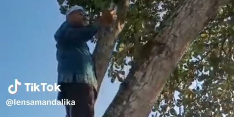 Viral, Seorang Guru Panjat Pohon Demi Absen Online