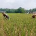 Puluhan Hektare Lahan Sawah di Lebak Terancam Puso