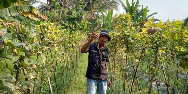 Perjuangan Maman Petani Sayur di Lebak Melawan Kekeringan