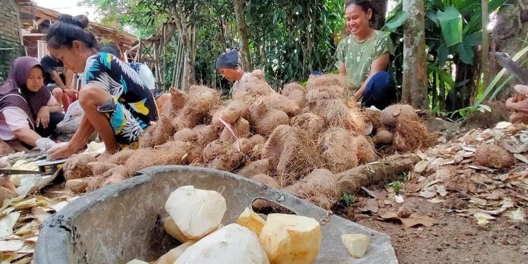 Kreatifnya Warga Lebak, Mengolah Tanaman Beracun Menjadi Keripik