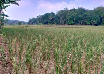 Kekeringan Masih Berlangusng, BPBD Lebak Ajukan Modifikasi Cuaca