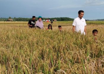 156 Hektare Sawah di Lebak Kekeringan