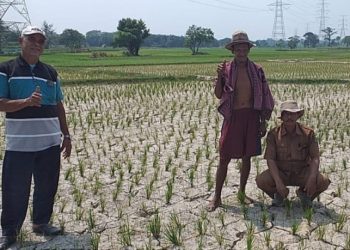 1.079 Hektare Sawah di Kabupaten Serang Kekeringan