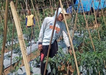 Kemarau Panjang, Petani Cabai di Pandeglang Khawatir dengan Hasil Panennya