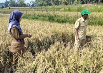 Petani di Lebak Kudu Waspadai Serangan Organisme Pangganggu Tanaman