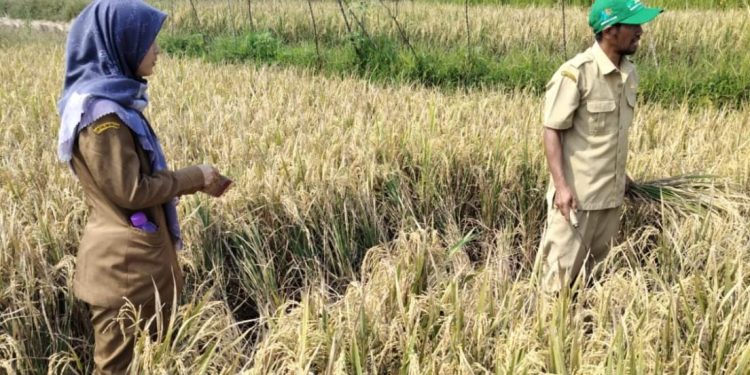 Petani di Lebak Kudu Waspadai Serangan Organisme Pangganggu Tanaman