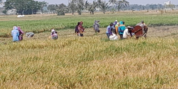 Saat diterpa El Nino, kecamatan di Banten ini justru panen raya hingga ribuan hektare.