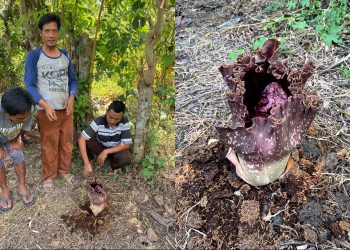 Warga Rangkasbitung Geger, Ada Tanaman Mirip Bunga Bangkai