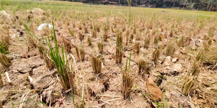 Dampak El Nino, 408 Hektare Sawah di Lebak Kekeringan