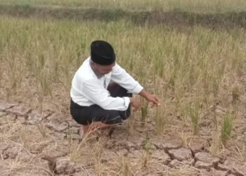 42 Hektar Sawah di Kabupaten Serang Alami Puso